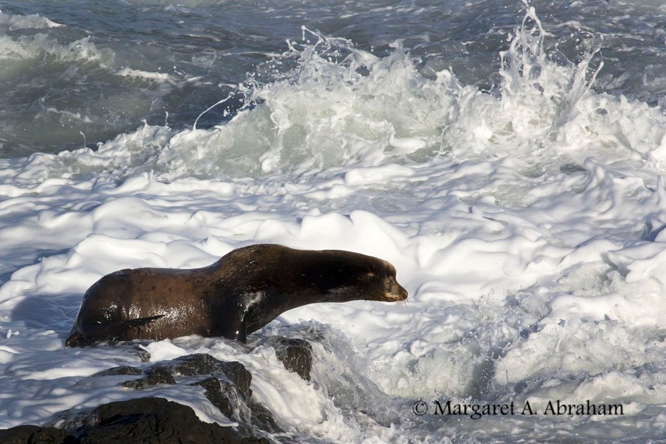 Photographing a Sea Lion poised for the perfect wave