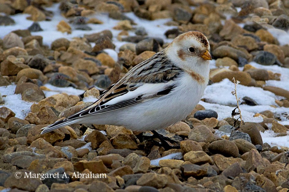 Gravel roads and snow are good for Snow Bunting camouflage