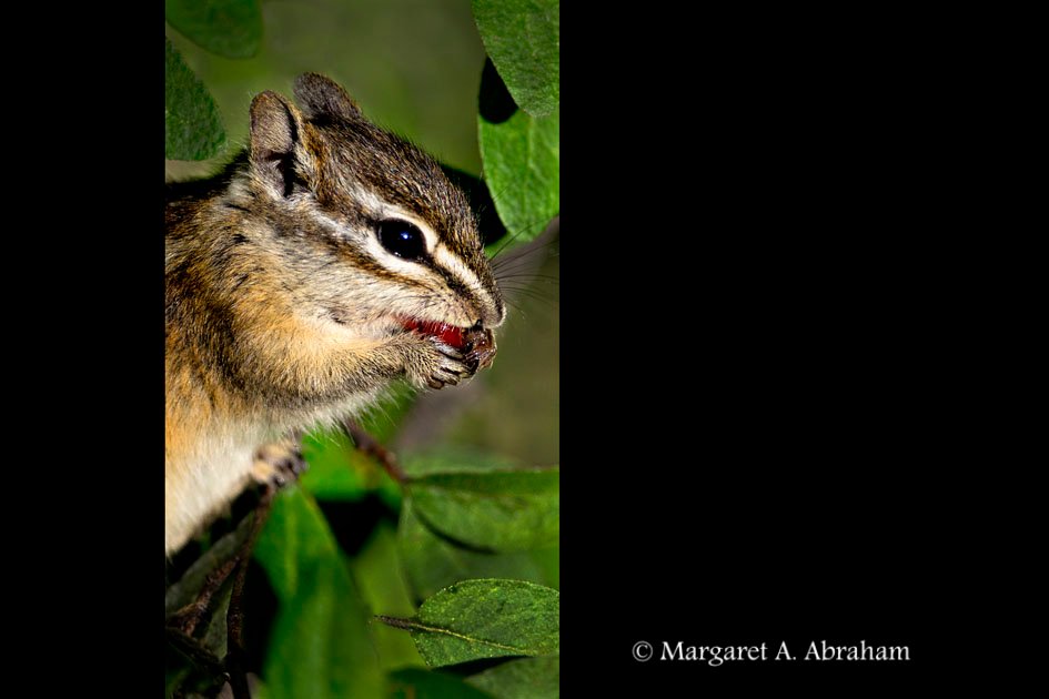 A Chipmunk  scurries through the bush looking for berries.
