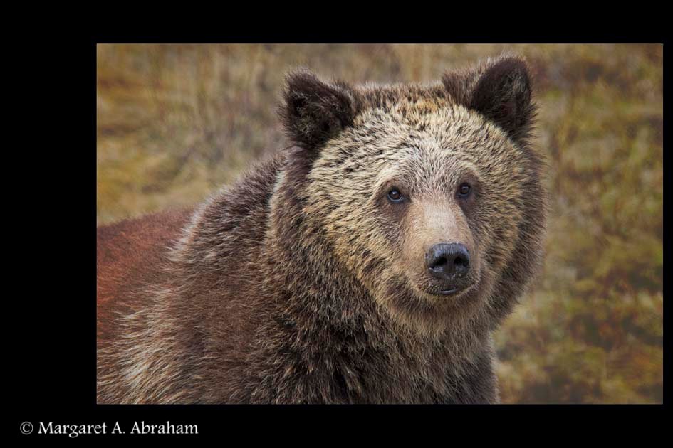 A Grizzly Bear near Grand Cache raises it's head after having a drink from a ditch.