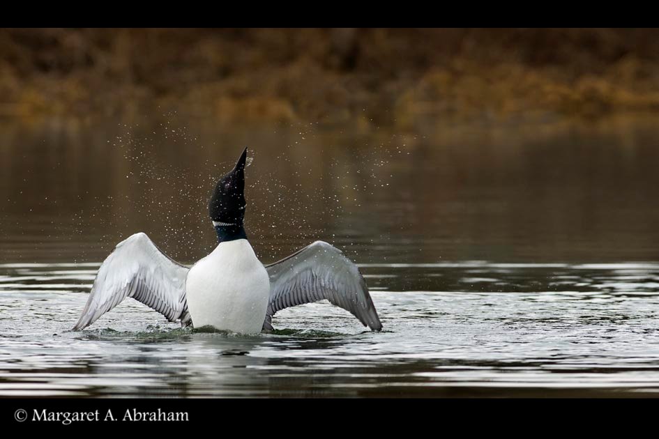 A Common Loon shakes water of itself.
