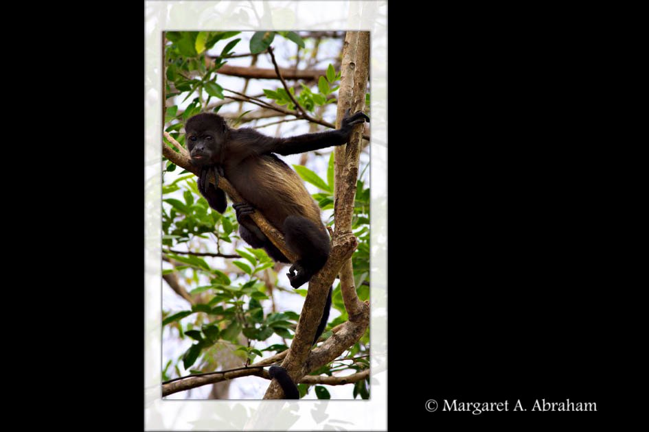 A Howler Monkey stops to watch while being photographed.