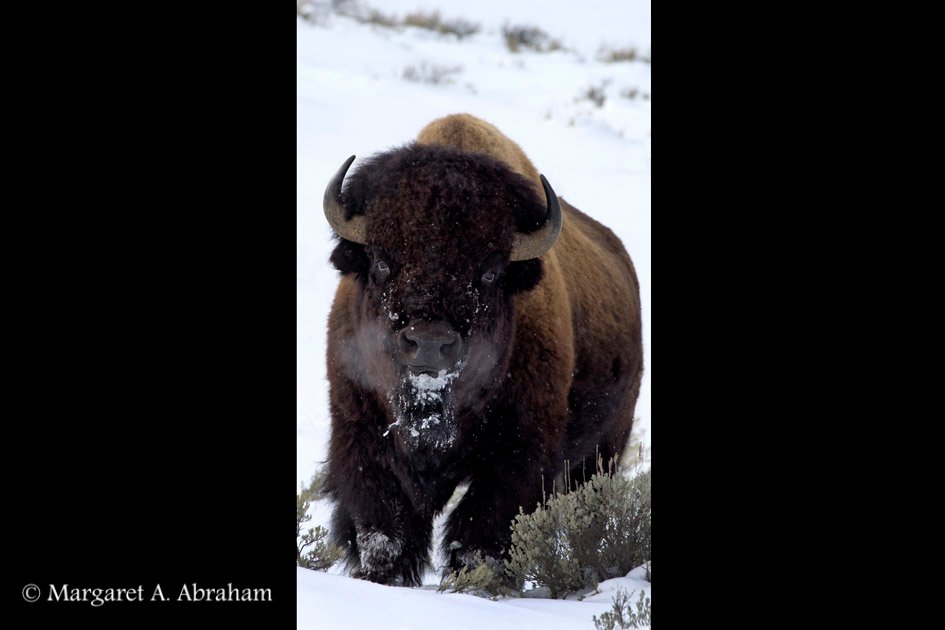 Yellowstone Bison walking through the snow on a cold winter day.
